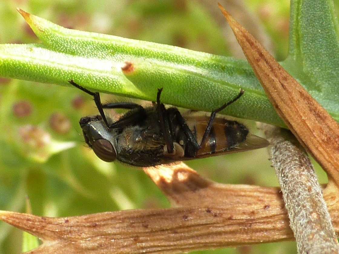 Stomorhina lunata in agguato?